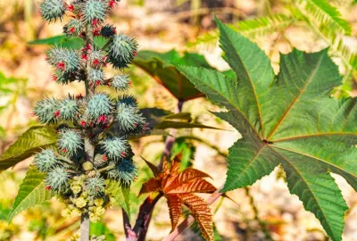 Burgo Group tests HVO, the biodiesel 100% from renewable raw materials