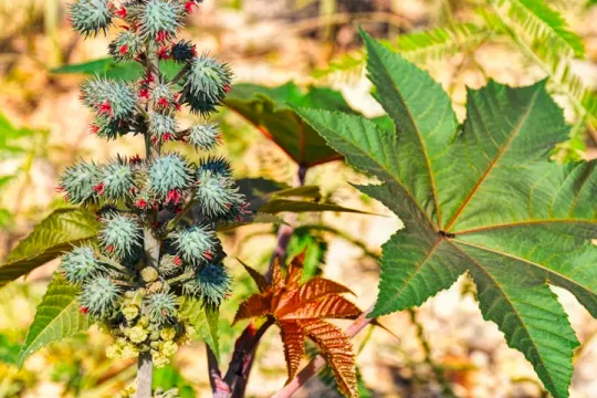 Burgo Group tests HVO, the biodiesel 100% from renewable raw materials
